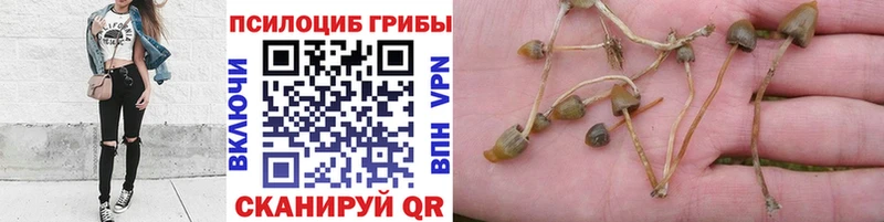 Галлюциногенные грибы GOLDEN TEACHER Кропоткин